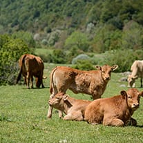 ternera eco - ternera-eco