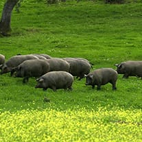 cerdo eco - cerdo-eco