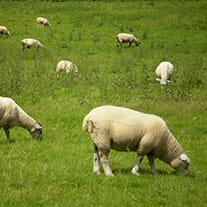 cordero eco - cordero-eco