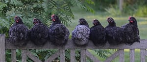 chicken 2742352 640 - chicken-2742352_640