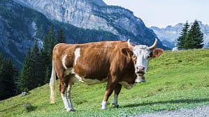 cow 1644166 640 - Ternera ecológica
