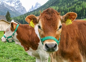 animals 3437655 640 - animals-3437655_640