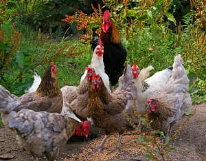 chickens 874512 640 - gallinas en libertad